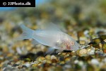 osteogaster rabauti albino osteogaster rabauti albino