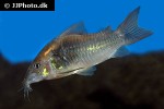osteogaster schultzei osteogaster schultzei