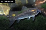 osteogaster schultzei osteogaster schultzei