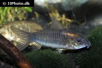osteogaster schultzei osteogaster schultzei
