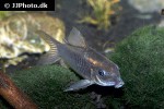 osteogaster schultzei osteogaster schultzei