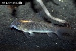 osteogaster schultzei osteogaster schultzei
