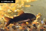 osteogaster schultzei black osteogaster schultzei black