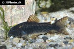 osteogaster schultzei black osteogaster schultzei black