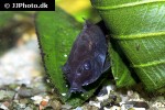 osteogaster schultzei black osteogaster schultzei black