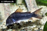osteogaster schultzei black osteogaster schultzei black