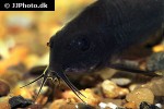 osteogaster schultzei black osteogaster schultzei black