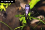 osteogaster schultzei black osteogaster schultzei black