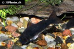 osteogaster schultzei black osteogaster schultzei black