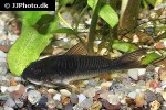 osteogaster schultzei black osteogaster schultzei black