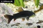 osteogaster schultzei black osteogaster schultzei black