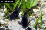 osteogaster schultzei black osteogaster schultzei black