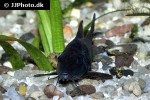 osteogaster schultzei black osteogaster schultzei black