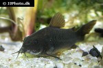 osteogaster schultzei black osteogaster schultzei black