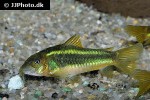osteogaster species cw009 osteogaster species cw009