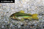 osteogaster species cw009 osteogaster species cw009
