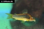osteogaster species cw010 osteogaster species cw010