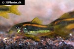 osteogaster species cw010 osteogaster species cw010