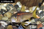 osteogaster species cw014 osteogaster species cw014