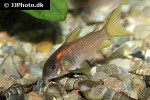 osteogaster species cw014 osteogaster species cw014