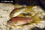 osteogaster species cw014 osteogaster species cw014