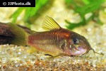 osteogaster species cw014 osteogaster species cw014