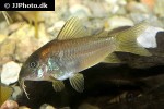 osteogaster species cw014 osteogaster species cw014