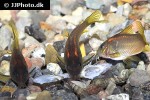osteogaster species cw014 osteogaster species cw014
