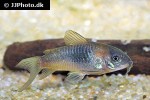 osteogaster species cw041 osteogaster species cw041