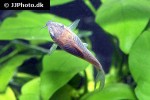 osteogaster species cw041 osteogaster species cw041