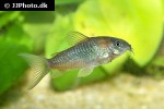 osteogaster species cw041 osteogaster species cw041