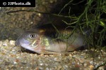 osteogaster species cw041 osteogaster species cw041