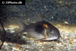 osteogaster species cw041 osteogaster species cw041