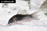 osteogaster species cw041 osteogaster species cw041