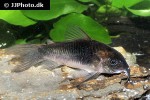 osteogaster species cw041 osteogaster species cw041