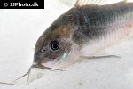 osteogaster species cw041 osteogaster species cw041