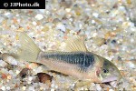 osteogaster species cw068 osteogaster species cw068