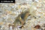 osteogaster species cw068 osteogaster species cw068