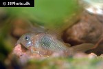 osteogaster venezuelanus osteogaster venezuelanus