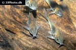 osteogaster venezuelanus osteogaster venezuelanus