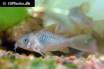 osteogaster venezuelanus osteogaster venezuelanus
