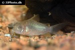 osteogaster venezuelanus osteogaster venezuelanus