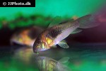 osteogaster venezuelanus osteogaster venezuelanus