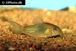 osteogaster venezuelanus osteogaster venezuelanus