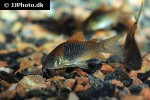 osteogaster venezuelanus osteogaster venezuelanus