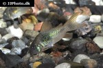 osteogaster venezuelanus osteogaster venezuelanus