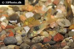 osteogaster venezuelanus osteogaster venezuelanus