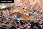 osteogaster venezuelanus osteogaster venezuelanus