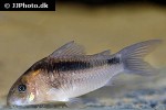 osteogaster zygata osteogaster zygata
