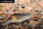 osteogaster zygata osteogaster zygata